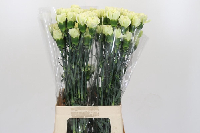 <h4>Dianthus St Lady Midori</h4>