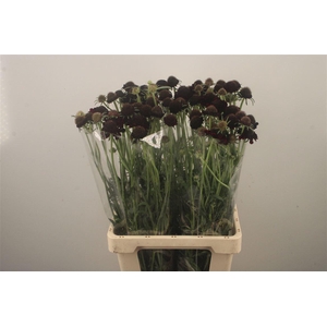 Scabiosa Focal Scoop Purple Lace