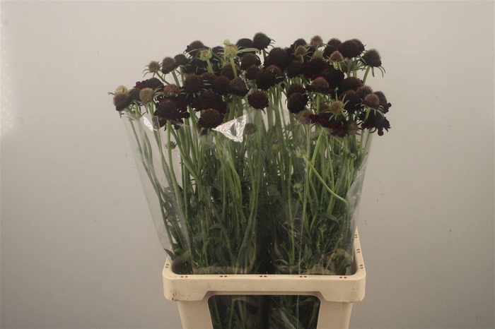 <h4>Scabiosa Focal Scoop Purple Lace</h4>