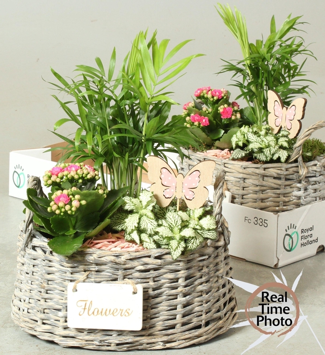 <h4>ARR KAMERPL</h4>