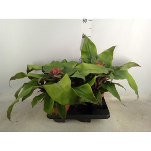 Aechmea tayoensis