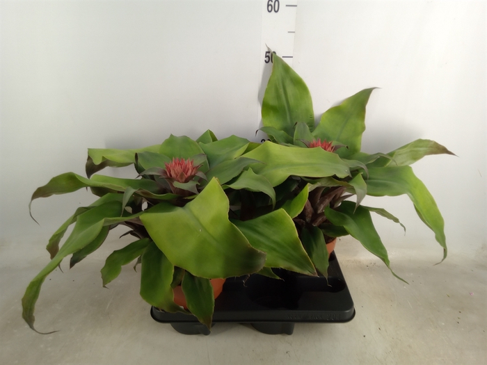 <h4>Aechmea tayoensis</h4>