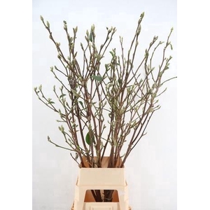 MAGNOLIA SUPERBA 140CM