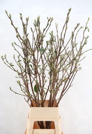 <h4>MAGNOLIA SUPERBA 140CM</h4>