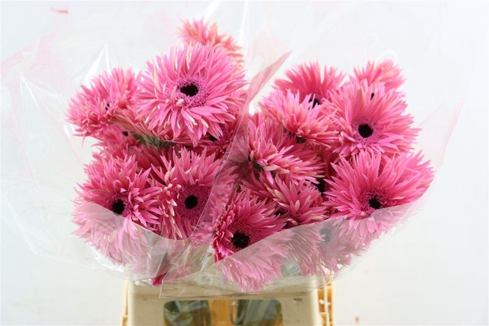 <h4>Ge Gr Spi Amazing</h4>