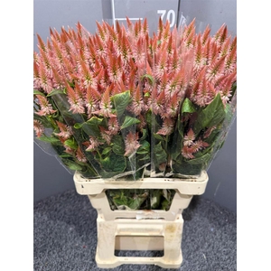 CELOSIA CELWAY SALMON