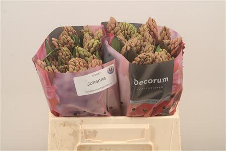 <h4>Hyac Johanna</h4>