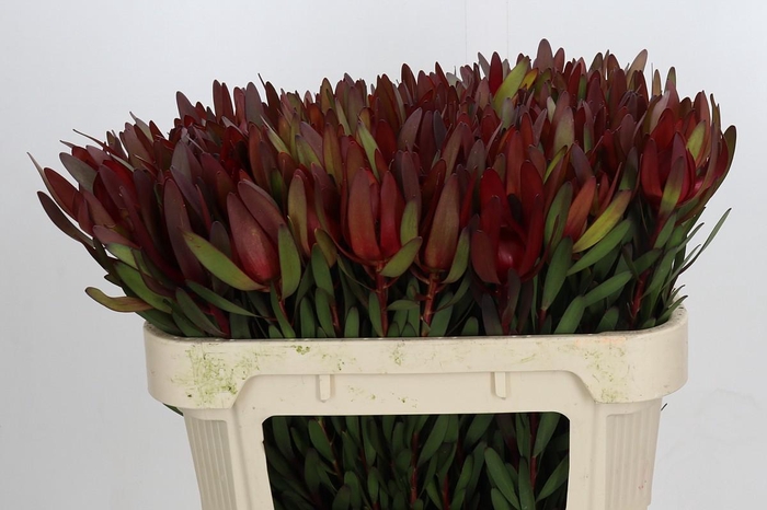 <h4>Leucadendron Saf Sunset Dark Red</h4>