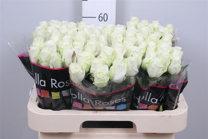 <h4>R Gr Countdown!</h4>