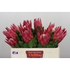 Protea Cynaroides Madiba
