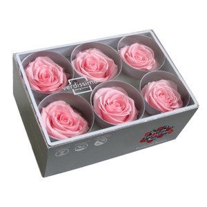 Rose standard roze