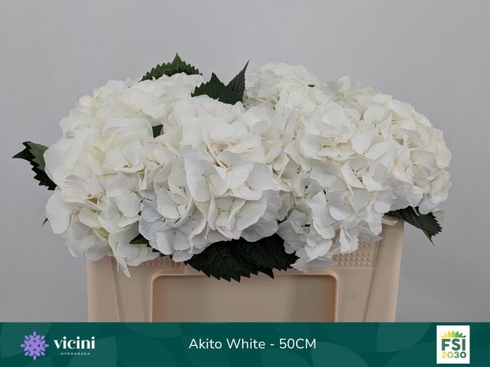 <h4>HYDR M MY AKITO</h4>