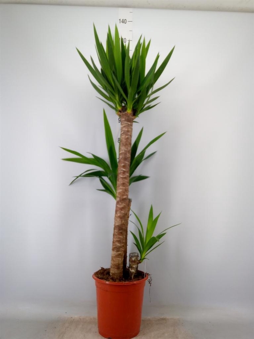 <h4>Yucca   ...</h4>