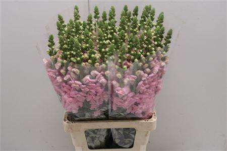 <h4>Antir Poto Pink</h4>