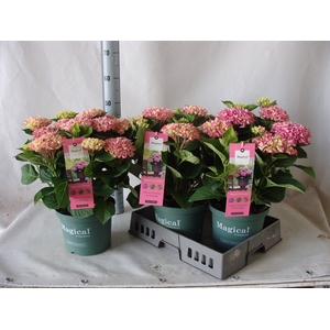 Hydrangea mac.