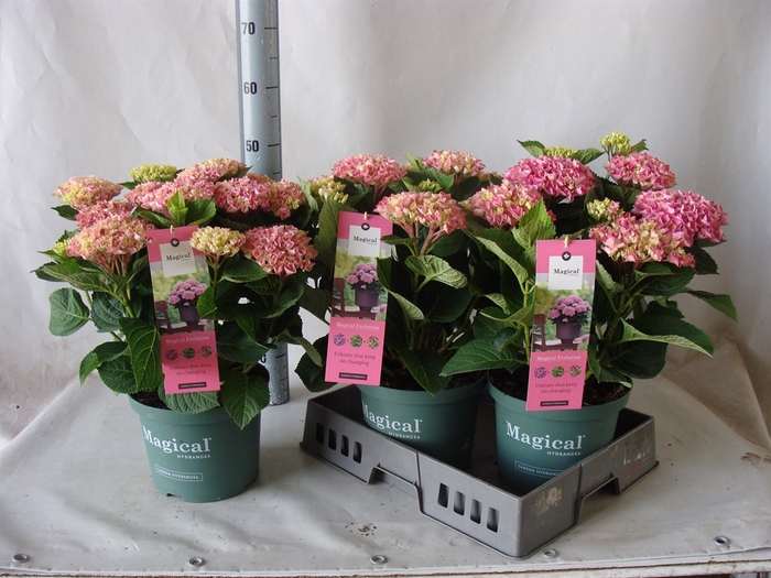 <h4>Hydrangea mac.</h4>