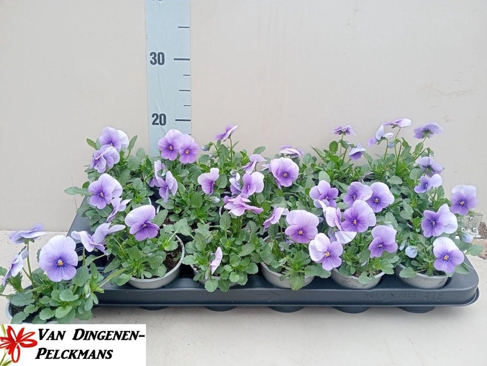 <h4>VIO CO TW BLUE ICE</h4>