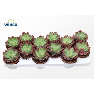 Echeveria Luella (red)