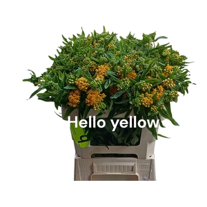 ASCL T HELLO YELLOW