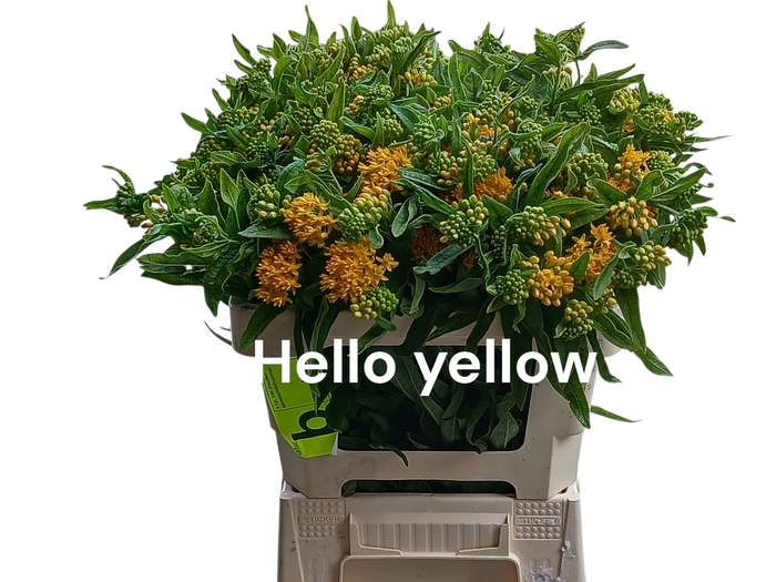 <h4>ASCL T HELLO YELLOW</h4>