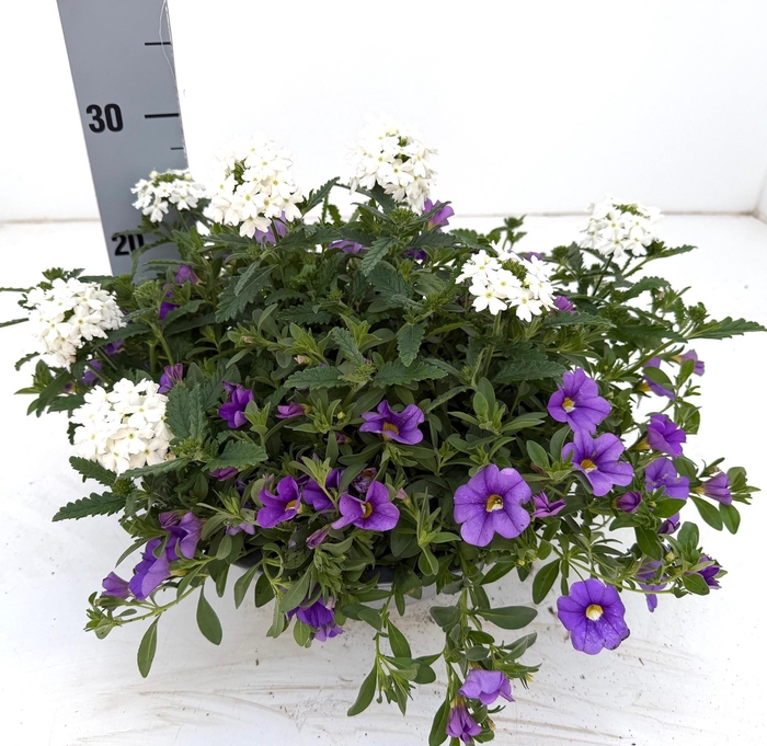 <h4>PERKPL GEM IN POT</h4>