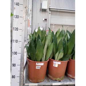 Sansevieria trifa. 'Moonshine'