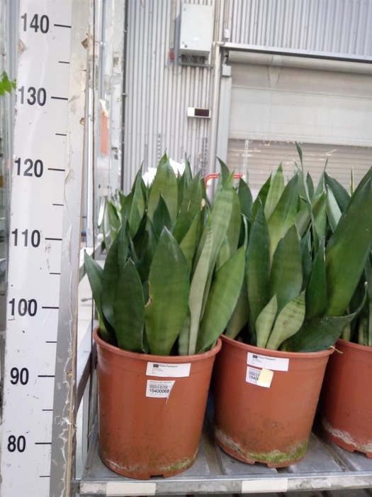 <h4>Sansevieria trifa. 'Moonshine'</h4>