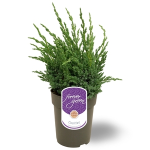 Juniperus squamata 'Blue Compact' P15