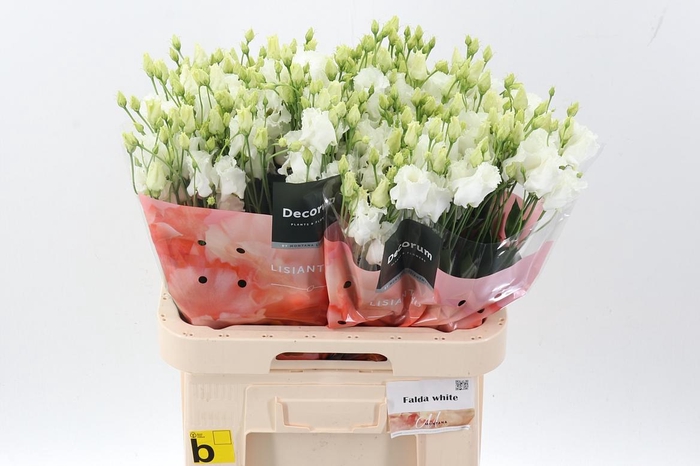 <h4>Eus E Falda White</h4>