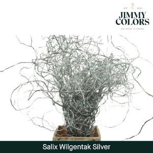 Salix Golden Curls Mtlc. Silver