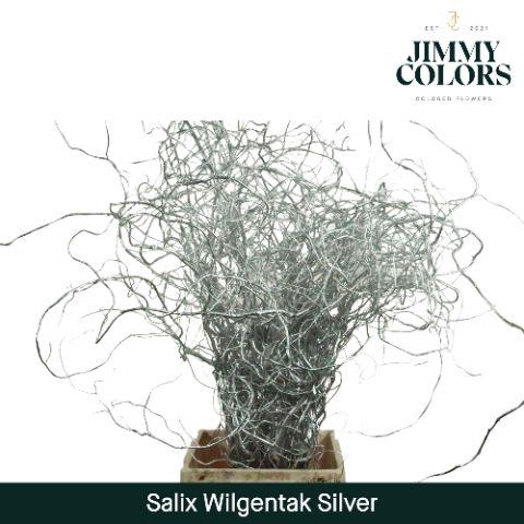 <h4>Salix Golden Curls Mtlc. Silver</h4>