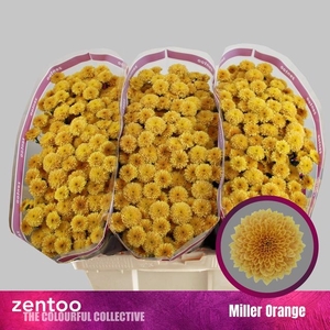 CHR S MILLER ORANGE