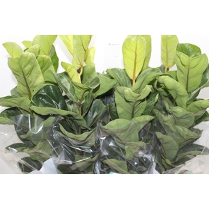 FICUS LYRATA BAMBINO P15 COMPACTO