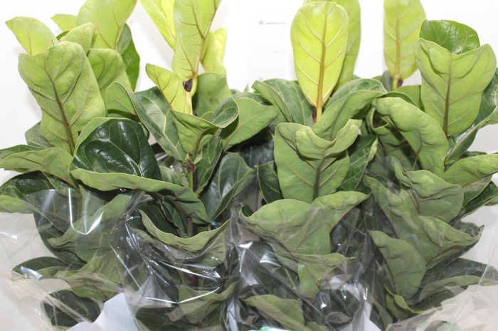<h4>FICUS LYRATA BAMBINO P15 COMPACTO</h4>