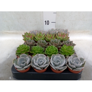 Echeveria   ...mix