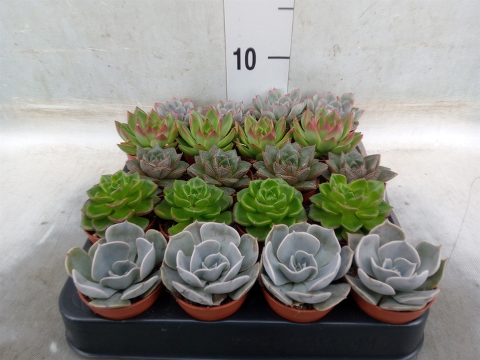 <h4>Echeveria   ...mix</h4>