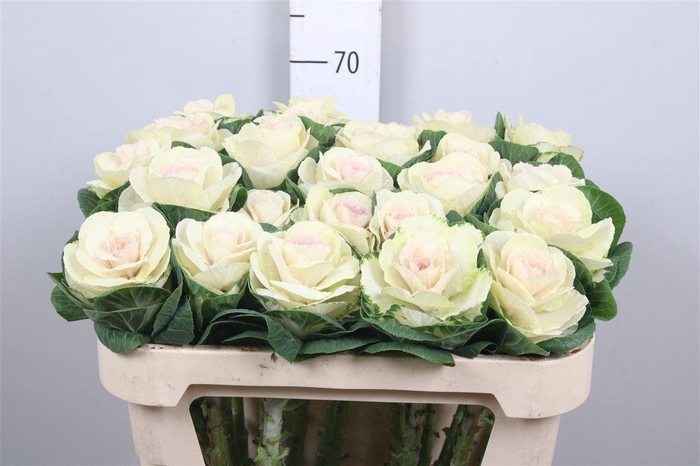 <h4>Brass White Crane</h4>