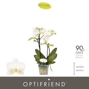 Optifriend White 2 spike