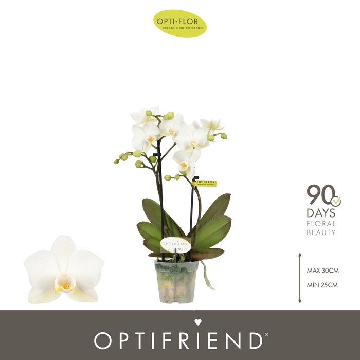 <h4>Optifriend Sandra 2 spike</h4>