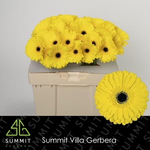 Gerbera Don Leo Water