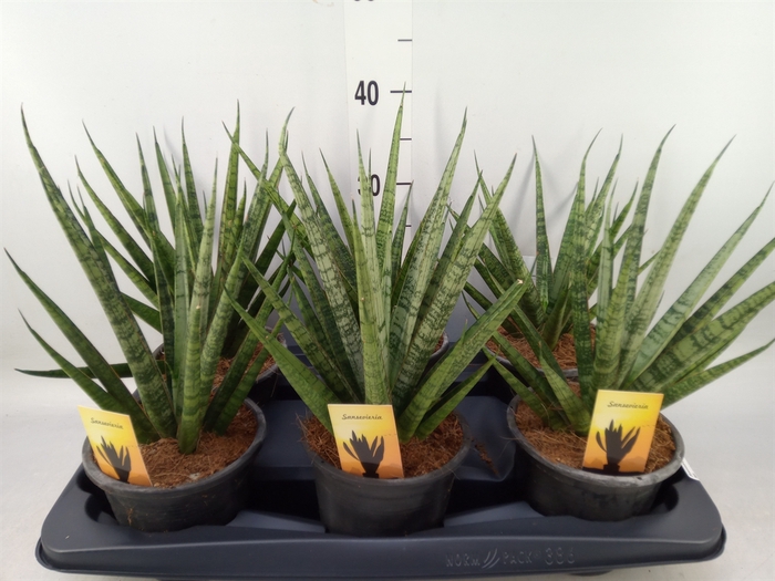 <h4>Sansevieria cyl.  ...</h4>
