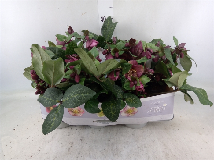 <h4>Helleborus  'Fkiss Charmer'</h4>