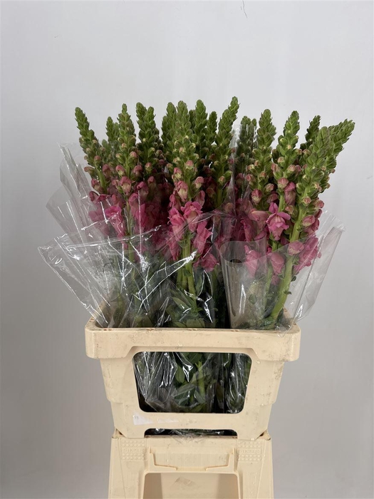 <h4>ANTIR CHERRY ROSE</h4>