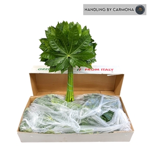 FATSIA JAPONICA BLAD