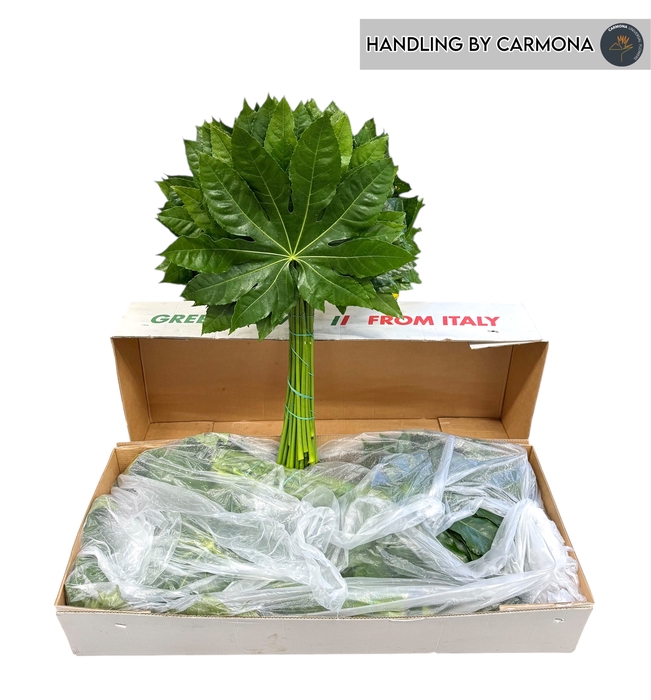 <h4>FATSIA JAPONICA BLAD</h4>