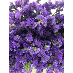 Limonium St Carnival Lavender