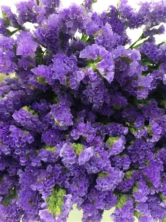 <h4>Limonium St Carnival Lavender</h4>