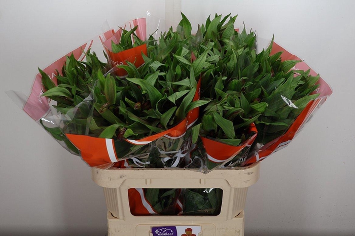 <h4>Alstr Hiphop</h4>