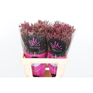 Lim Sin Scar Diamond