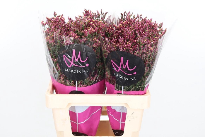 <h4>Lim Sin Scar Diamond</h4>